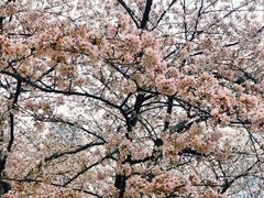 -西北湖绿化广场