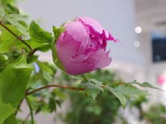 -上海辰山植物园