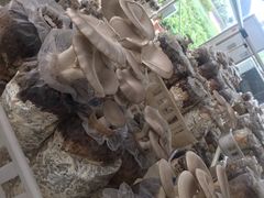 -迪茵湖田家舍生态农场