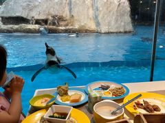 -帝企鹅自助餐厅•儿童岛•真企鹅(长隆企鹅酒店)