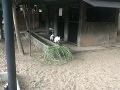 -清迈夜间动物园