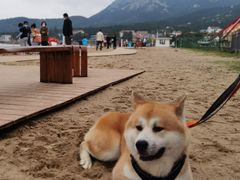 -仰口沙滩