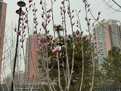 -莲花池公园