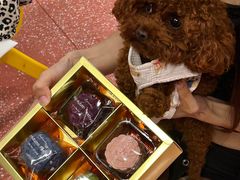 -帕帕拉兹宠物(亚洲旗舰店)