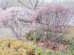 -雁滩公园