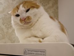 -瑞派福兴宠物医院犬猫全科·骨科·中西医结合(河东店)