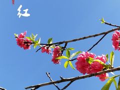 -天适樱花悠乐园