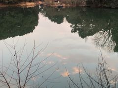 -张鸟园农家乐(张鸟园店)