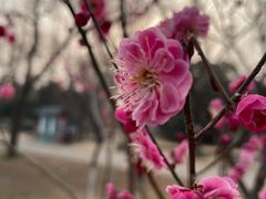 -洛阳市隋唐城遗址植物园