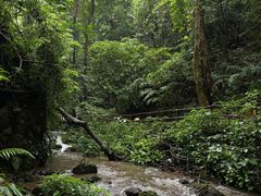 -莫里热带雨林景区