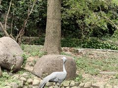 -上海野生动物园