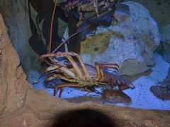-悉尼海洋生物水族馆