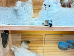 -猫十亿·布偶金渐层·曼基康矮脚猫舍(青年路店)