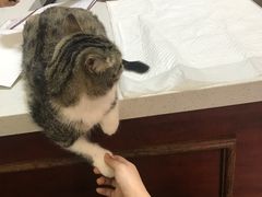 -宠爱国际动物医院· 猫科· 外科·中兽医(长白店)