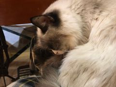 -猫色咖啡·猫咖