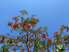 -三亚南山文化旅游区