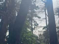 -天目山大树王景区