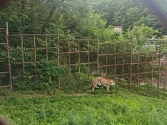 -哈尔滨北方森林动物园