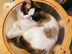 -猫在这儿猫咪咖啡馆·撸猫馆