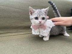 -御宝贝·A梦猫科宠物医院(国际猫友好医院)