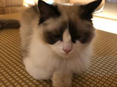 -喵屿·大理花园猫咖