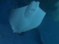 -暹罗海洋世界