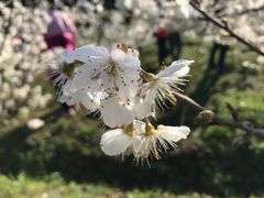 -樱桃山旅游景区