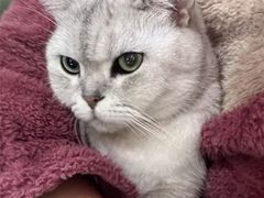 -瑞派康怡24h宠物医院·犬猫医疗中心·微创绝育(瑞景分院)