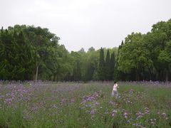 -上海滨江森林公园