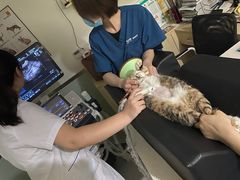 -乐派堂宠物医院·猫友好· 心脏科(东街店)
