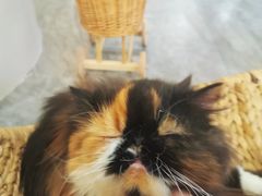 -More Fun猫咖 二十只万元加菲主题