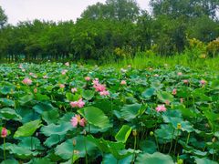 -东郊湿地公园