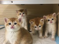 -十年猫舍·猫咪专门店(普陀店)
