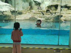 -帝企鹅自助餐厅•儿童岛•真企鹅(长隆企鹅酒店)