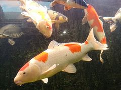 -弘安丽水温泉酒店