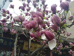 -清真西寺