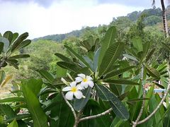 -自然餐厅(Phuket)