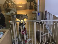 -Husky Go! 哈士奇体验馆·宠物咖啡厅狗咖
