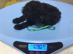 -阿荣24H宠物医院·综合型转诊中心·CT·核磁影像中心