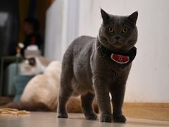 -猫在这儿猫咪咖啡馆·撸猫馆