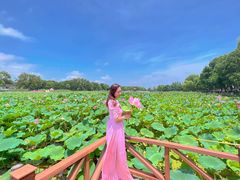 -洪湖生态旅游区