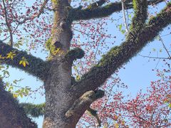 -广州中山纪念堂