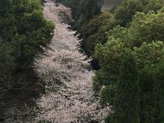 -武汉大学-樱园