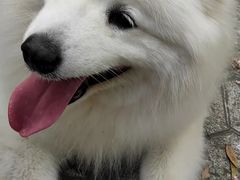 -高东镇樱花园