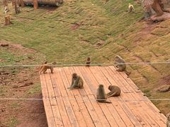 -海南热带野生动植物园