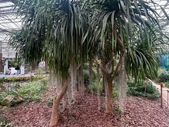 -上海鲜花港