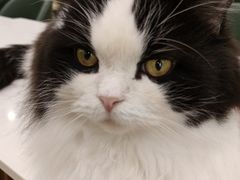 -安格丽娜·狗咖·猫咖羊驼咖(春熙路百盛商场店)