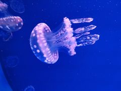 -福州罗源湾海洋世界旅游区