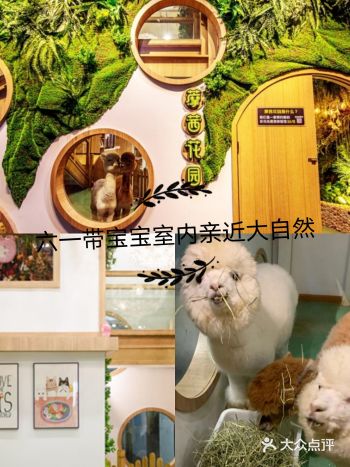 六一带宝宝必打卡去处‖宠物主题亲子体验馆