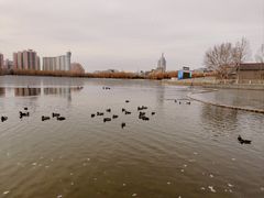 -莲花池公园